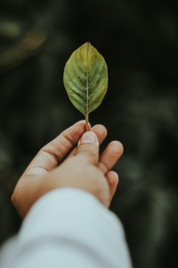 leaf